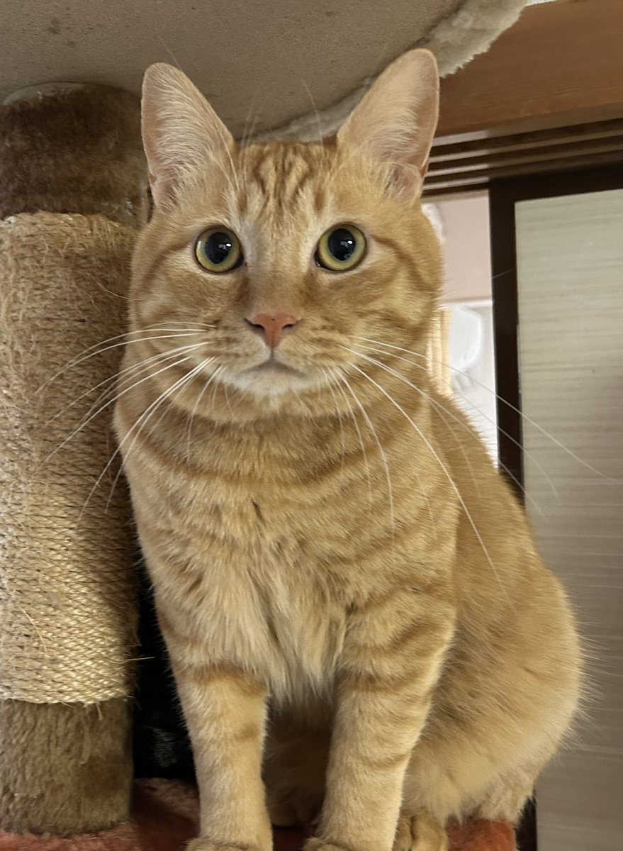 迷子猫 tweet media