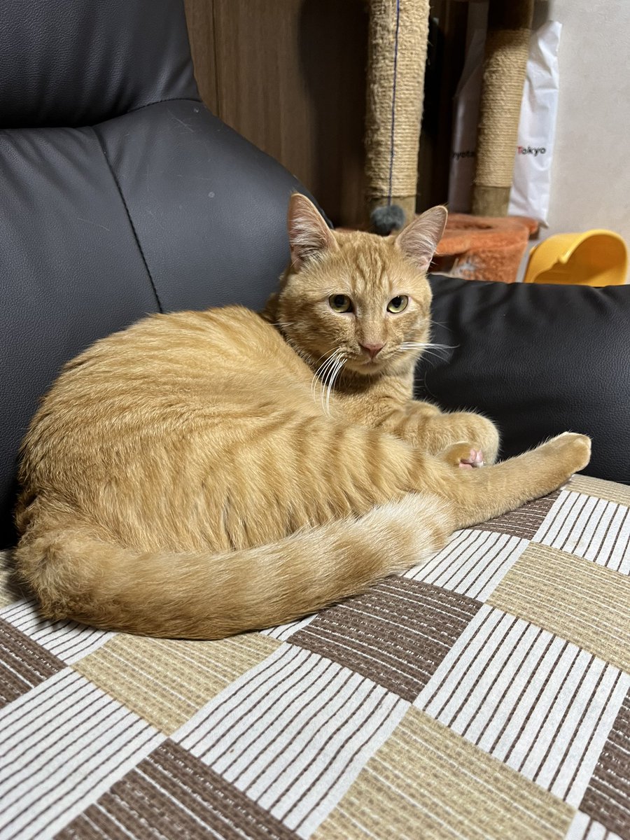 迷子猫 tweet media