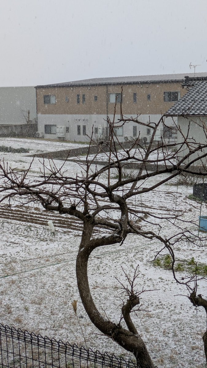 hiddr's tweet photo. なんか寒いと思ってカーテン開けると、雪降ってるじゃんか❄ https://t.co/a9yl890iO4