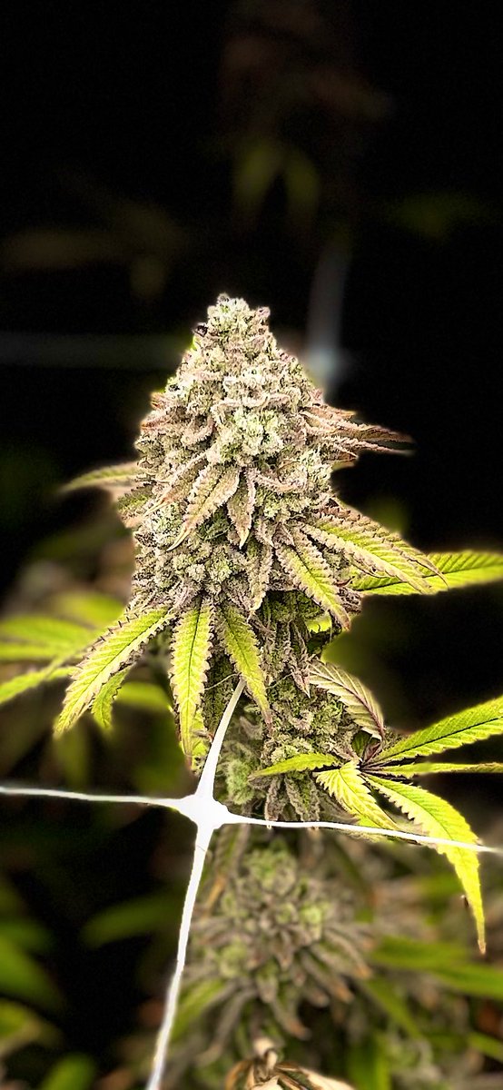 chance_sauce's tweet photo. $POTIFY 🍃
Grow Update.
Final days of the cycle.
Trichomes turning cloudy across the canopy.
The room knows what comes next.
Watch the plants grow.
Watch the chart grow.
Seed → Soil → Solana 🚀
Real grow. Real updates. Real transparency.
#POTIFY #Solana https://t.co/n5hGhKJSZw