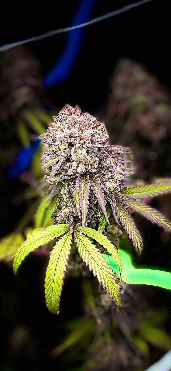 chance_sauce's tweet photo. $POTIFY 🍃
Grow Update.
Final days of the cycle.
Trichomes turning cloudy across the canopy.
The room knows what comes next.
Watch the plants grow.
Watch the chart grow.
Seed → Soil → Solana 🚀
Real grow. Real updates. Real transparency.
#POTIFY #Solana https://t.co/n5hGhKJSZw