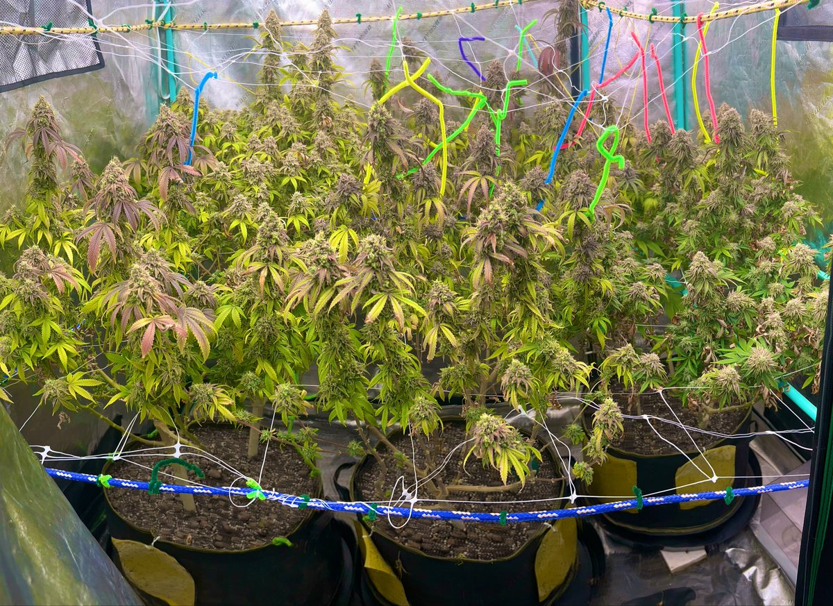 chance_sauce's tweet photo. $POTIFY 🍃
Grow Update.
Final days of the cycle.
Trichomes turning cloudy across the canopy.
The room knows what comes next.
Watch the plants grow.
Watch the chart grow.
Seed → Soil → Solana 🚀
Real grow. Real updates. Real transparency.
#POTIFY #Solana https://t.co/n5hGhKJSZw