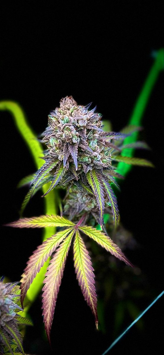 chance_sauce's tweet photo. $POTIFY 🍃
Grow Update.
Final days of the cycle.
Trichomes turning cloudy across the canopy.
The room knows what comes next.
Watch the plants grow.
Watch the chart grow.
Seed → Soil → Solana 🚀
Real grow. Real updates. Real transparency.
#POTIFY #Solana https://t.co/n5hGhKJSZw