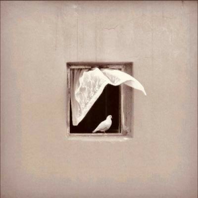 delicateState1's tweet photo. «ولا شجرٌ يلوذُ به حمامي» https://t.co/fhGd7iLFUk