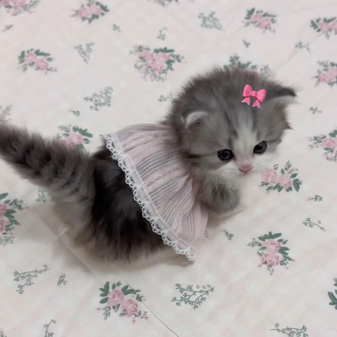 ˖ ꜝ❤︎ kimi 𑣲 ⏦ﾟ tweet media