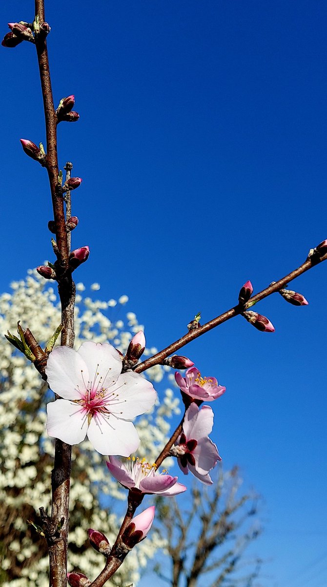 🌞晴れた日🌞
#空
#花