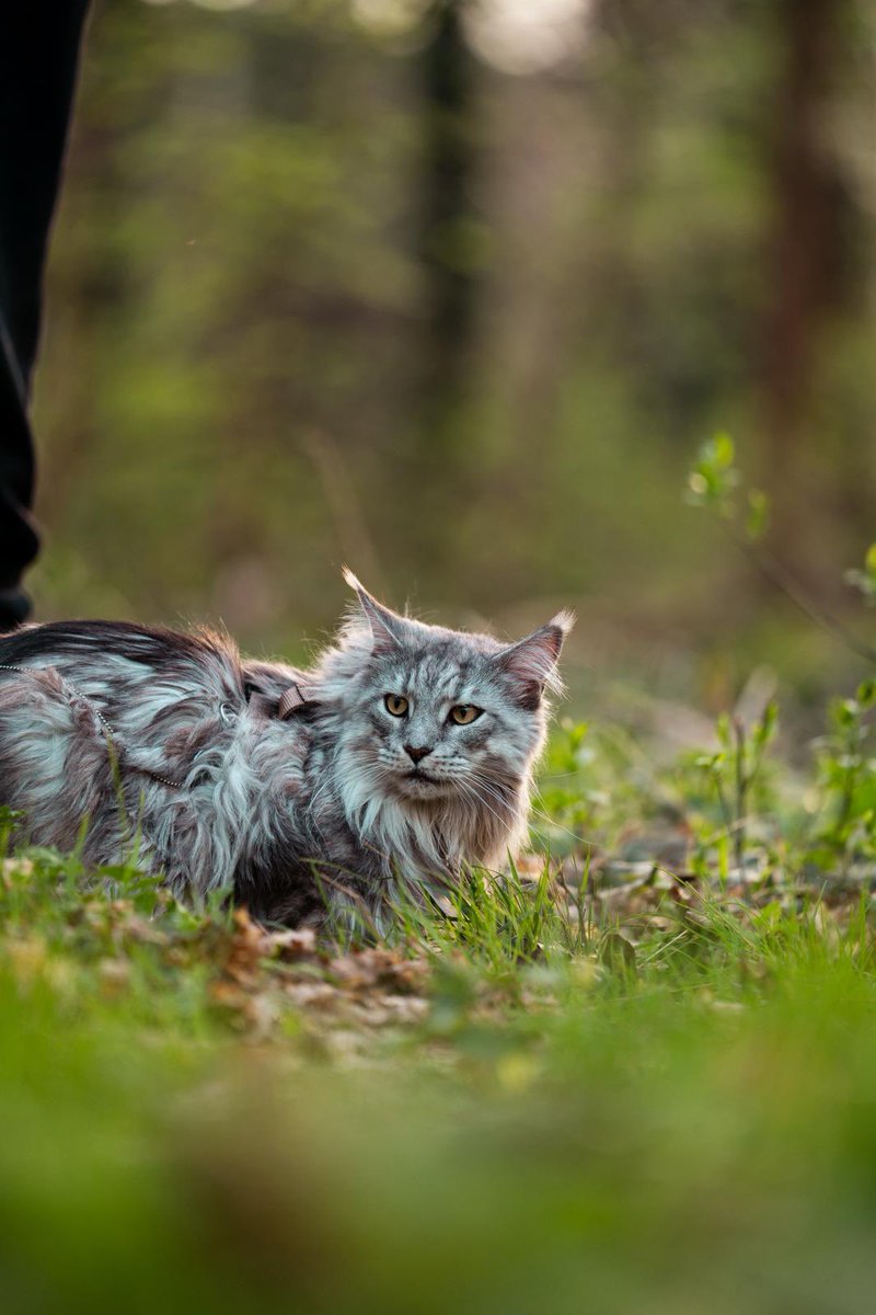 ESTOC_fr's tweet photo. #MainCoon en bords de Marne
#Renoir sur Seine https://t.co/q6cLLeHcfn