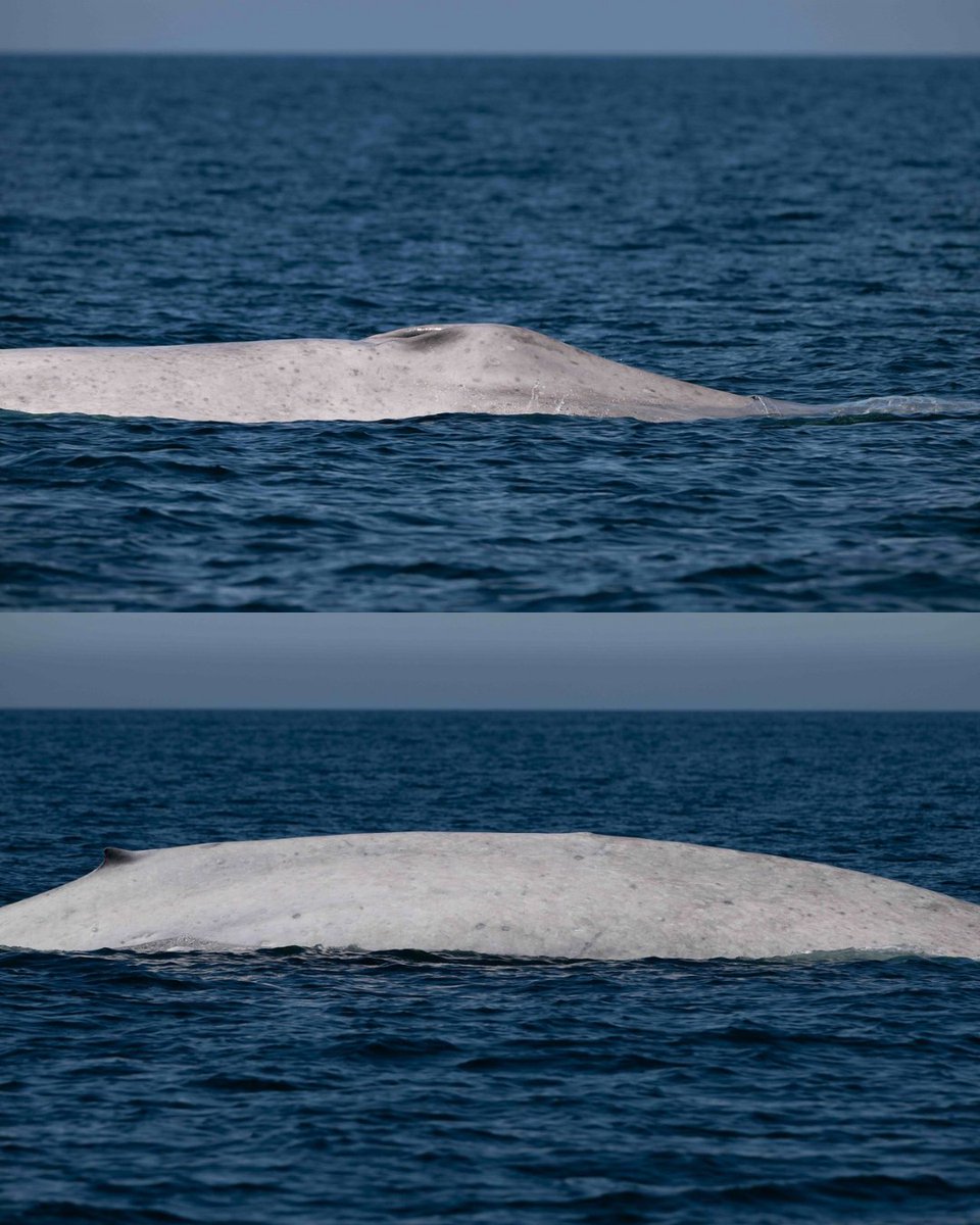 ExpansionMx's tweet photo. El avistamiento de una ballena azul con albinismo sorprendió a científicos y autoridades en el Parque Nacional Bahía de Loreto, en Baja California Sur. El ejemplar de Balaenoptera musculus fue registrado por la Comisión Nacional de Áreas Naturales Protegidas, un hallazgo considerado inédito para la biología marina en México por lo extremadamente rara que es esta condición genética en cetáceos. 🐋🌊

El fenómeno ocurre en una temporada excepcional para la región, donde se han identificado al menos 30 ballenas azules y una alta disponibilidad de krill cerca de la costa. Este escenario no solo facilita su observación, también confirma la relevancia de Loreto como refugio clave para la especie, que a nivel global continúa catalogada en peligro y cuyos casos de albinismo apenas se han documentado, como el famoso ejemplar Migaloo visto en Australia. ✨🐋