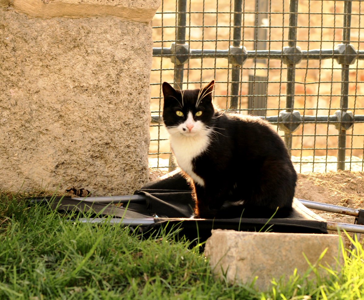 sümeyye tweet media