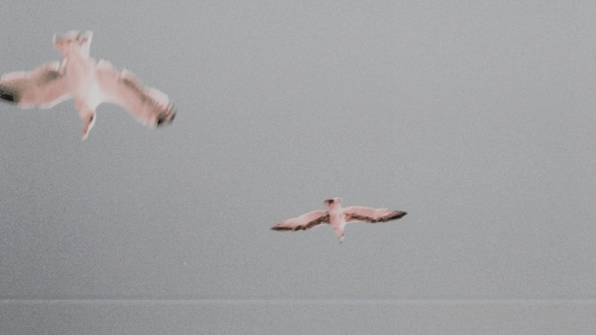 ๐๐ฅ๐๐ฎ๐ฌ ๐๐จ๐ญ๐ญ๐๐ซ. tweet media