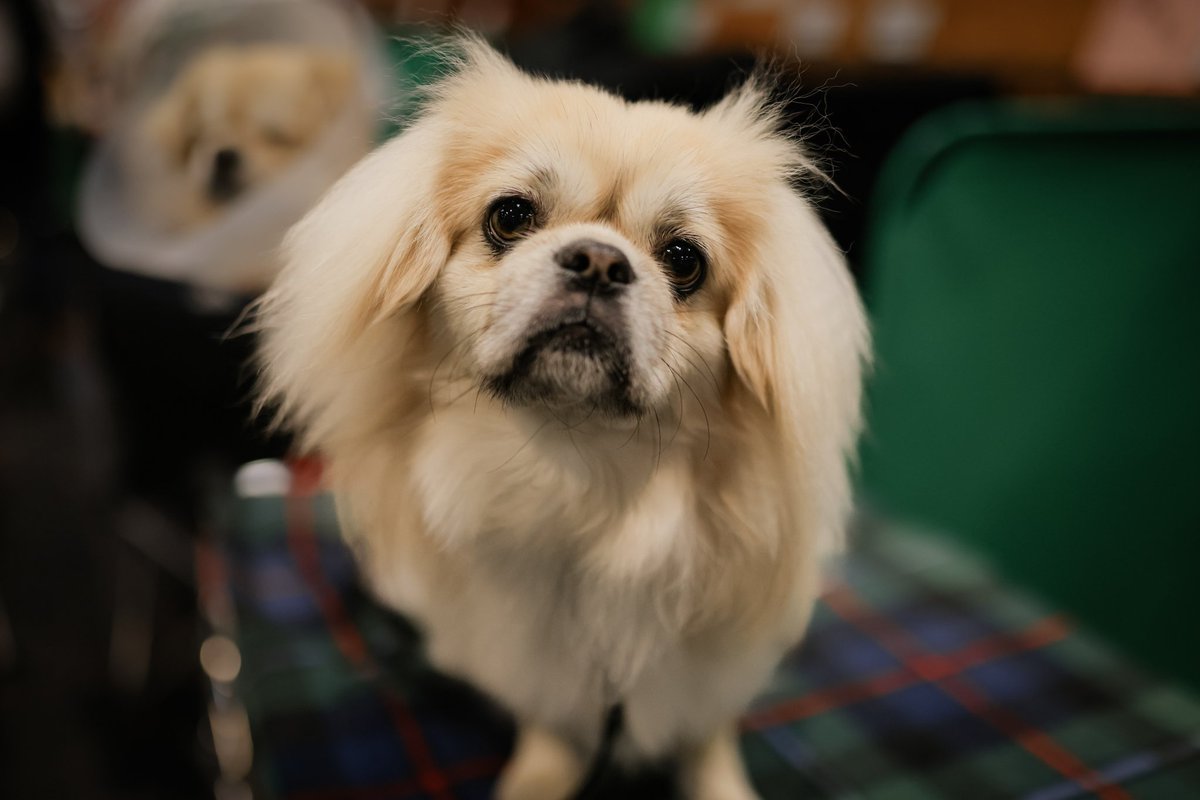 MissDPetography tweet media