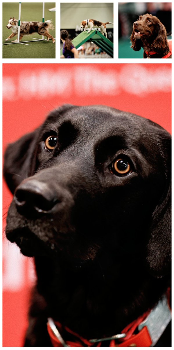 MissDPetography tweet media