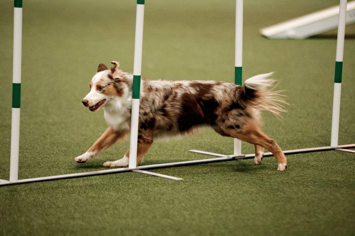 MissDPetography tweet media