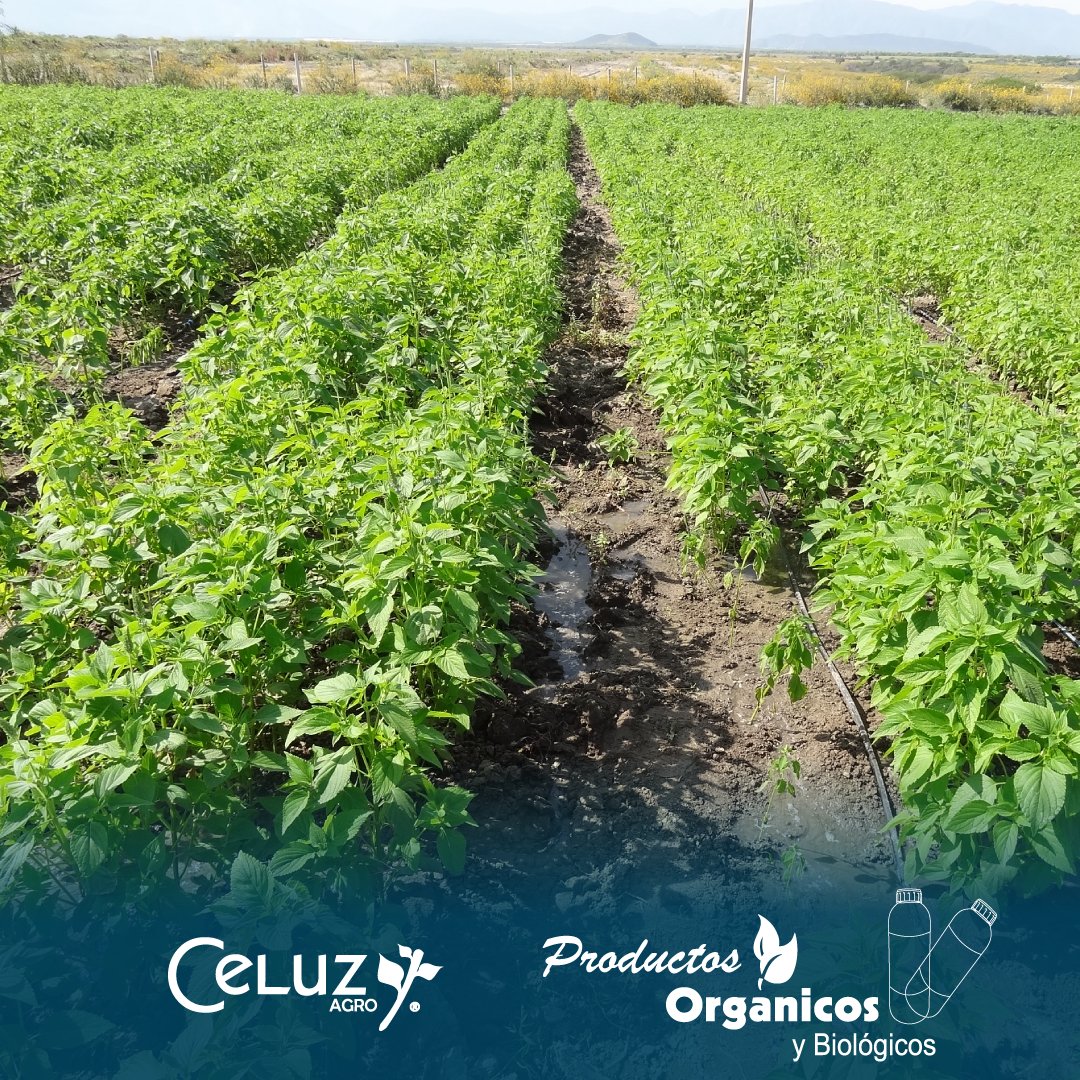 CeluzAgro's tweet photo. Foto del día.🍃
.
.
.
#CeluzAgro #cultivo #productosorganicos #gdl #ciudadguzman #CultivosSanos #productosparaelcampo https://t.co/SATnhn1Tdo