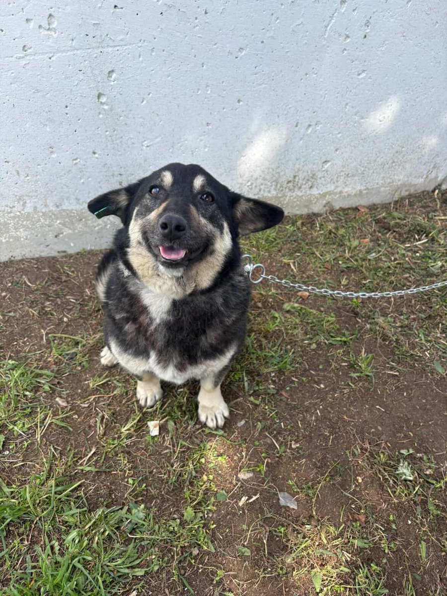Bu çocuğa çok acil yuva arıyorum. Belediye barınağa almaya çalışıyor. 2 yaşında kısır dişi. İstanbul ve tekirdağ’da her yere getiririm. Ufak bir ırk