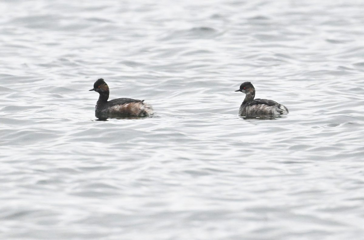 Bri Thompson tweet media