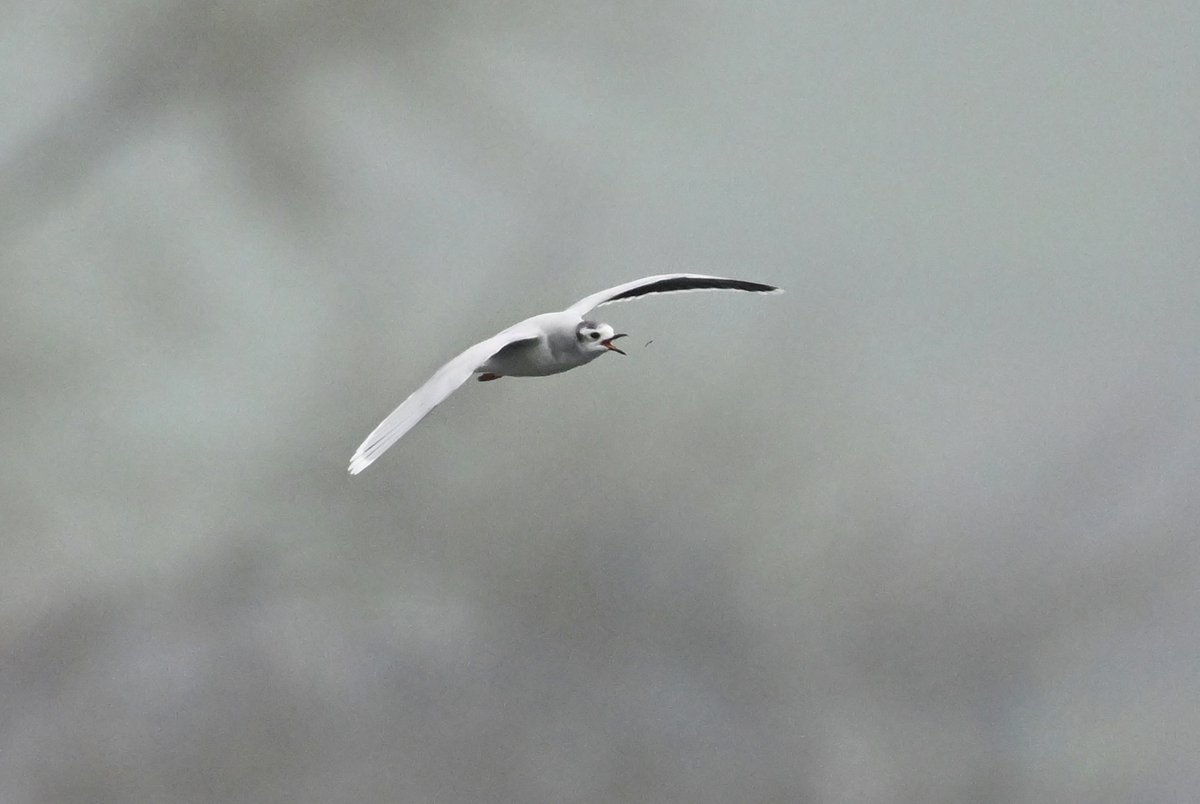 Bri Thompson tweet media