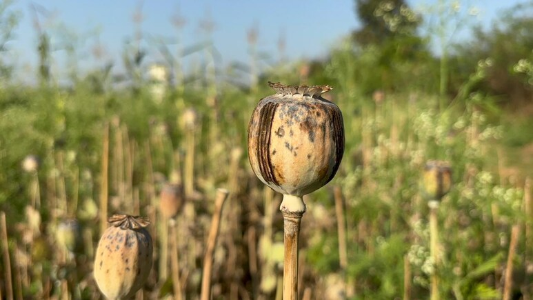 BJP Leader Suspended After Illegal Opium Cultivation Found In Chhattisgarh Farmhouse ndtv.com/india-news/bjp…