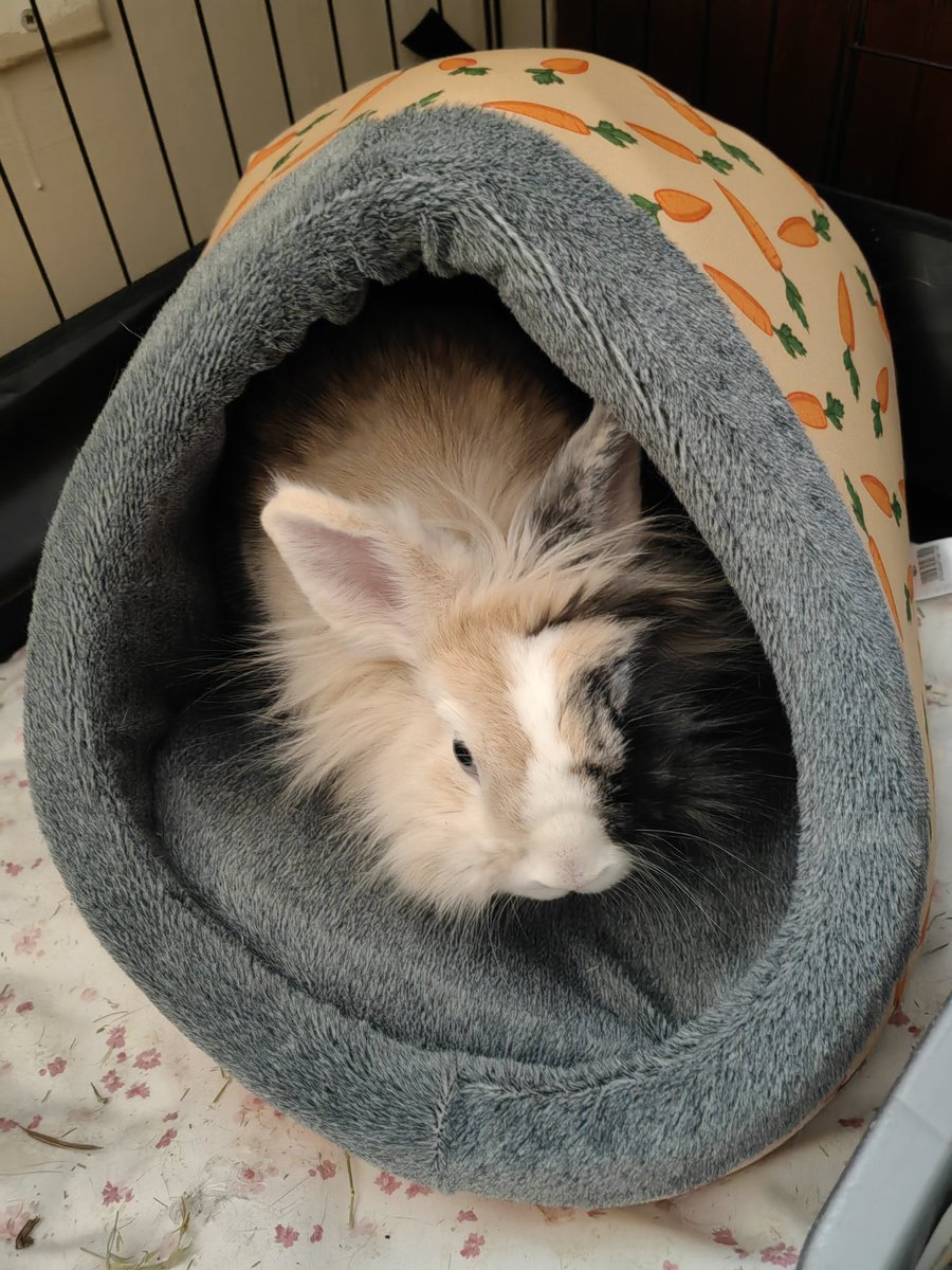 FOS l Lexius 🤴🇨🇦 tweet media