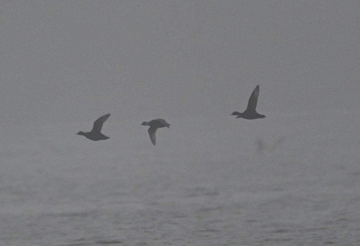 Bri Thompson tweet media