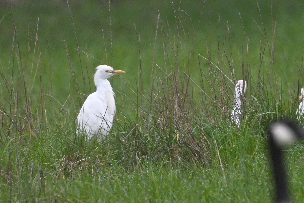 Bri Thompson tweet media