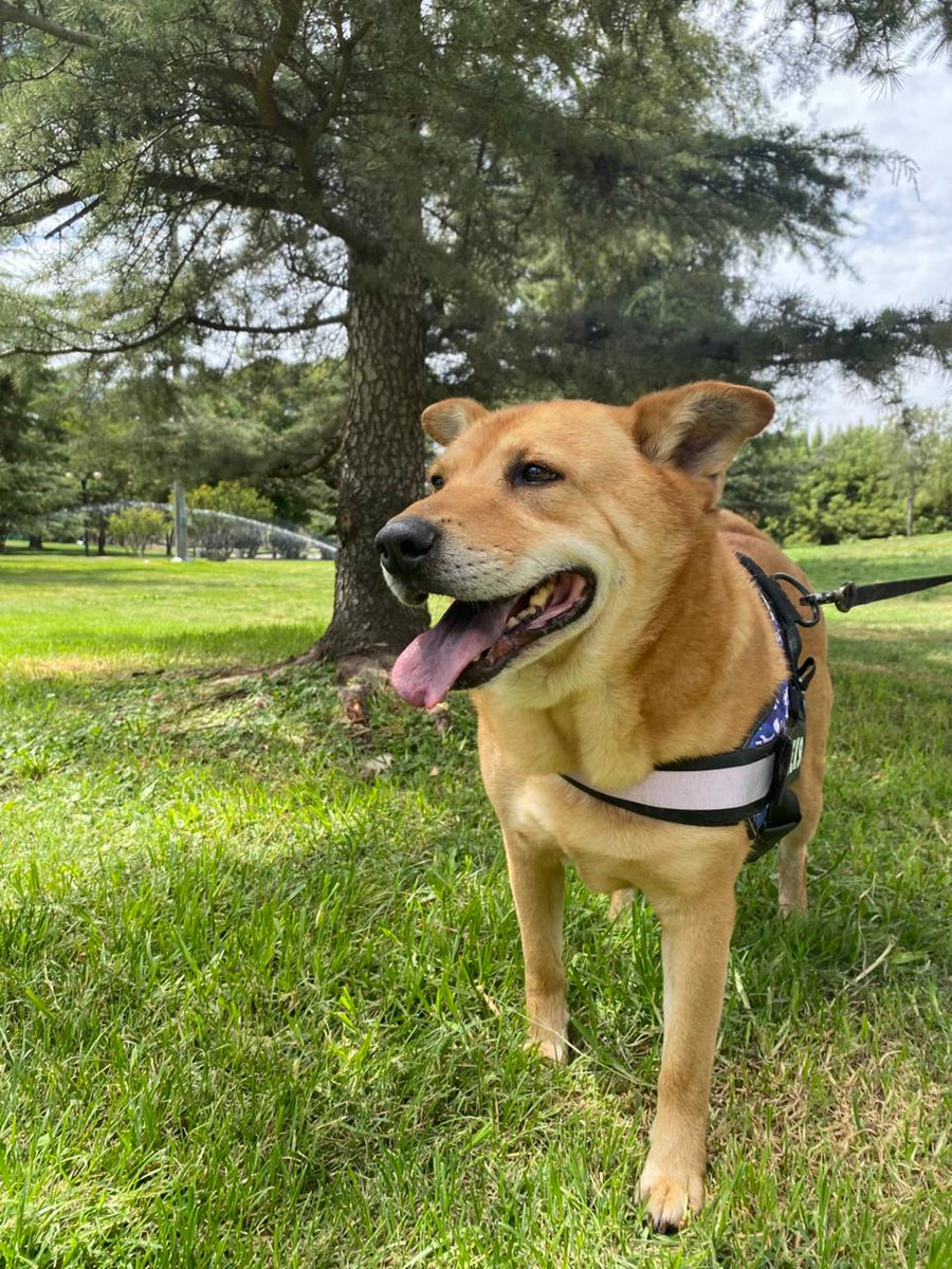 Fundación C.I.M.A. Chile tweet media