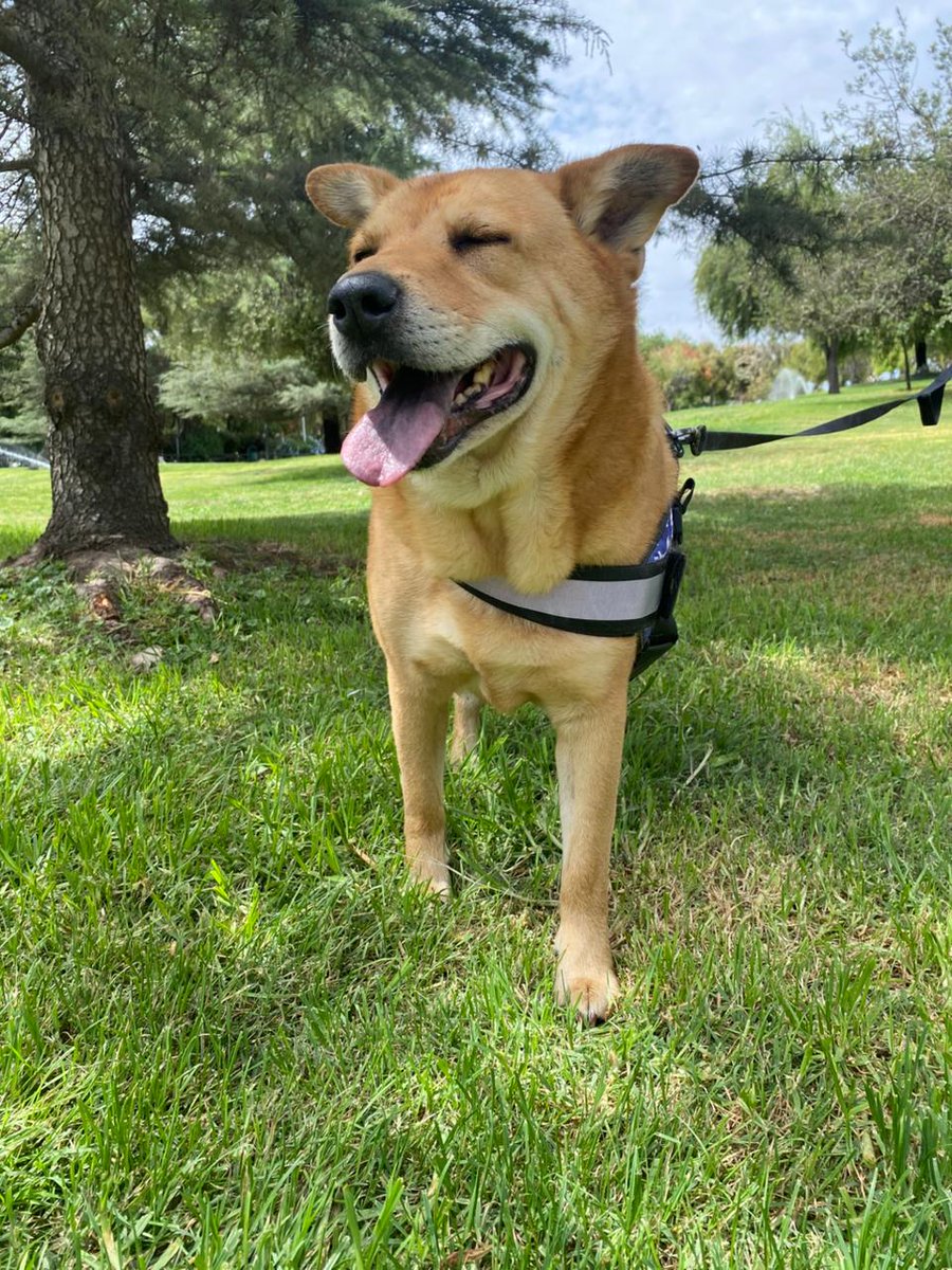 Fundación C.I.M.A. Chile tweet media