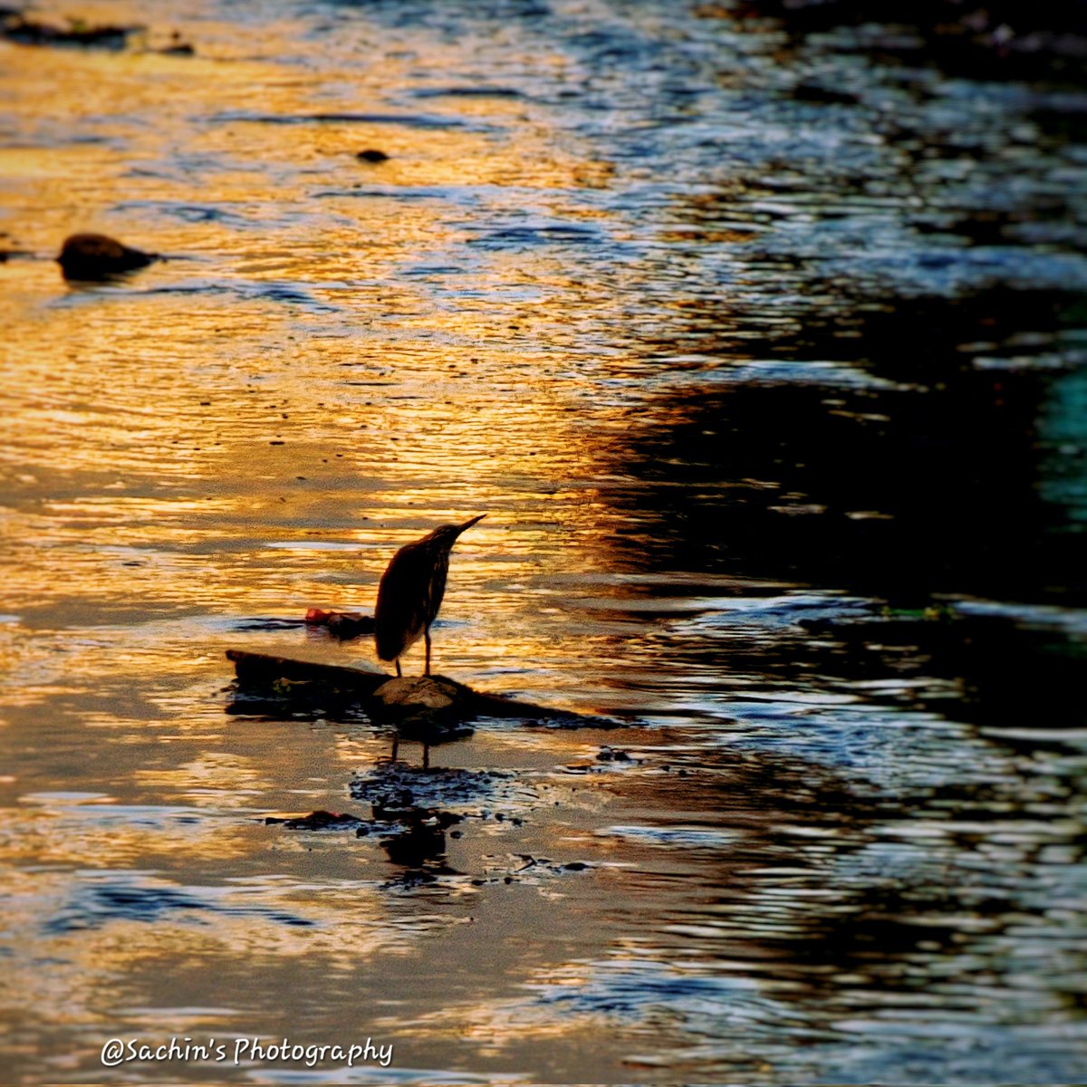Share your bird silhouette 

Nature's beauty in silhouette✨️

#wildlifephotography #photography #BBCWildlifePOTD #BirdsSeenIn2026 #birdphotography #BirdOfX #StormHour #ThePhotoHour #EarthCurated #theglobalphotocommunity #VSCO #AmateurPhotographer #withGalaxy #ShotOnSnapdragon