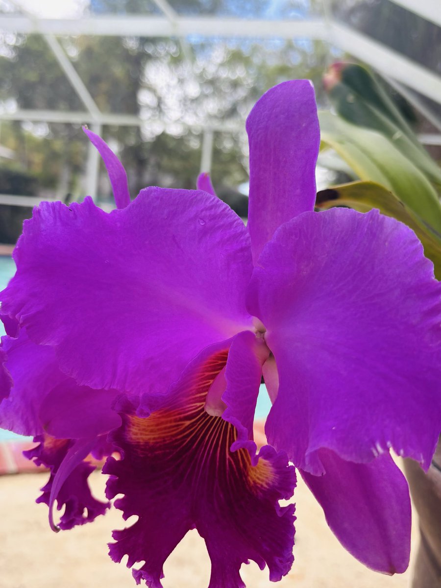 Marietta117's tweet photo. #loveorchids #greatweekend https://t.co/pKeFJdwRWT
