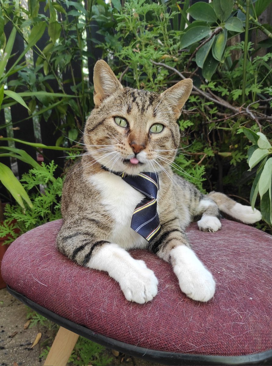 Ari Mau Botero tweet media