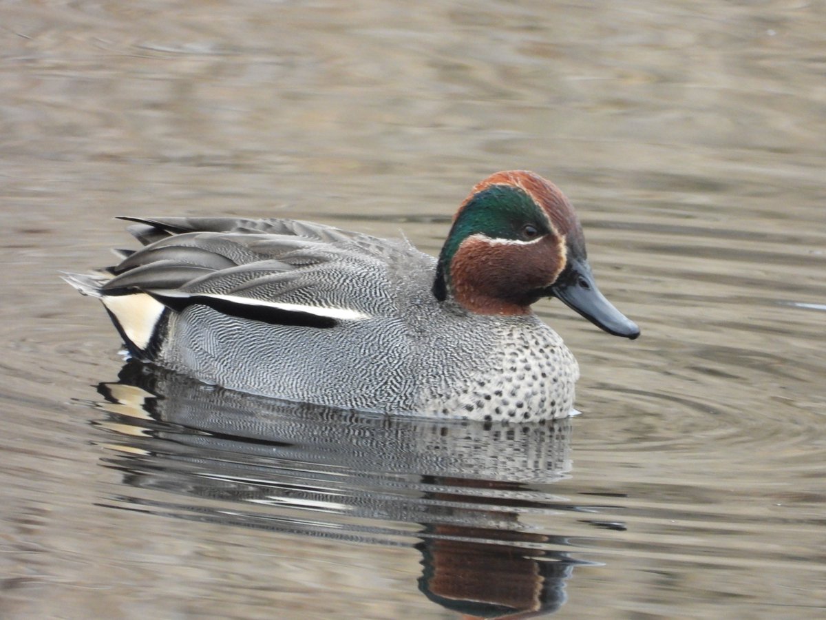 alan revel tweet media