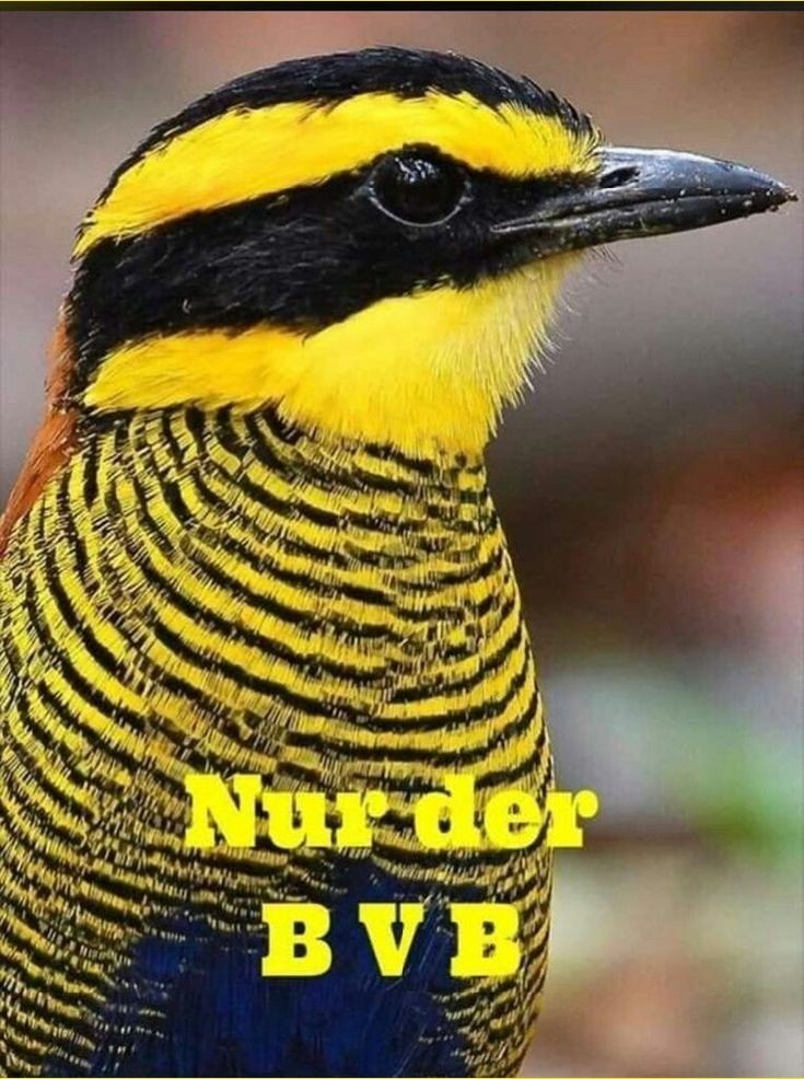 Dortmund muss jetzt das 2. Tor machen!
🖤💛🖤💛🖤💛🖤💛🖤