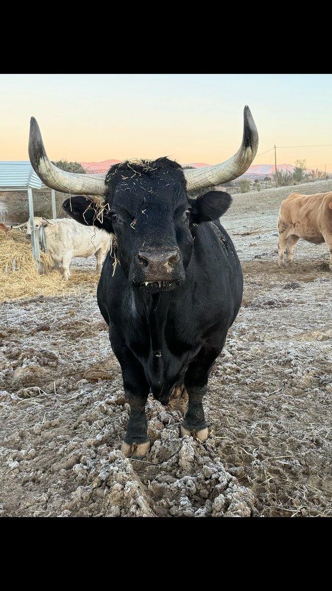 Marius es un toro, cruce de toro de lidia y negro andaluz. Llegó hace varios años al Santuario de una situación terrible de ABUSO.

Marius representa perfectamente la paz y deseos de vivir de todos lo toros, vacas, cerdos, gallinas y demás animales explotados.
