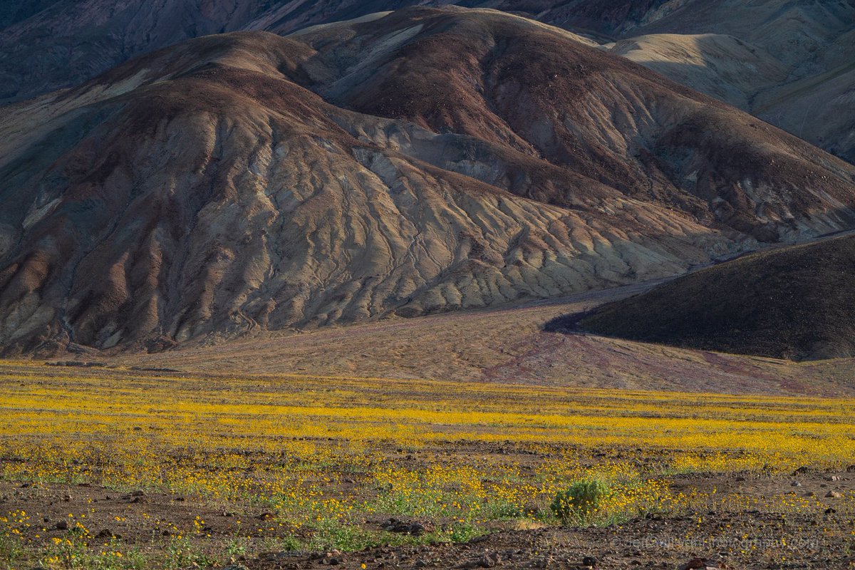 Purple phacelia cascades out of a dry wash into a sea of desert gold. Death Valley wildflower blooms are highly variable, like the rainfall. Some locations are less intense than in 2016, some are more but less than the best spots in 2016. #deathvalley #NationalPark #wildflowers