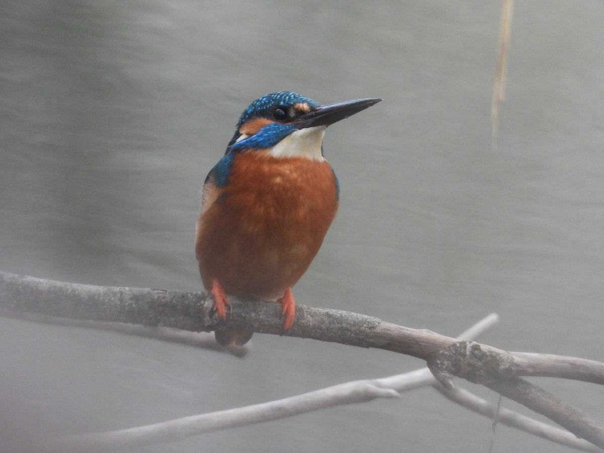 East London Kingfishers tweet media
