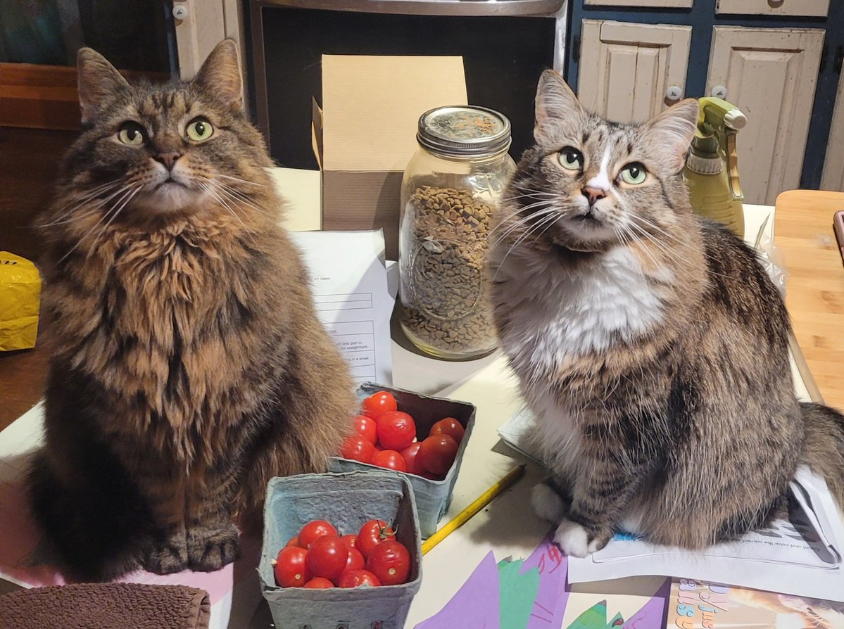 Poaster Fluffhead tweet media