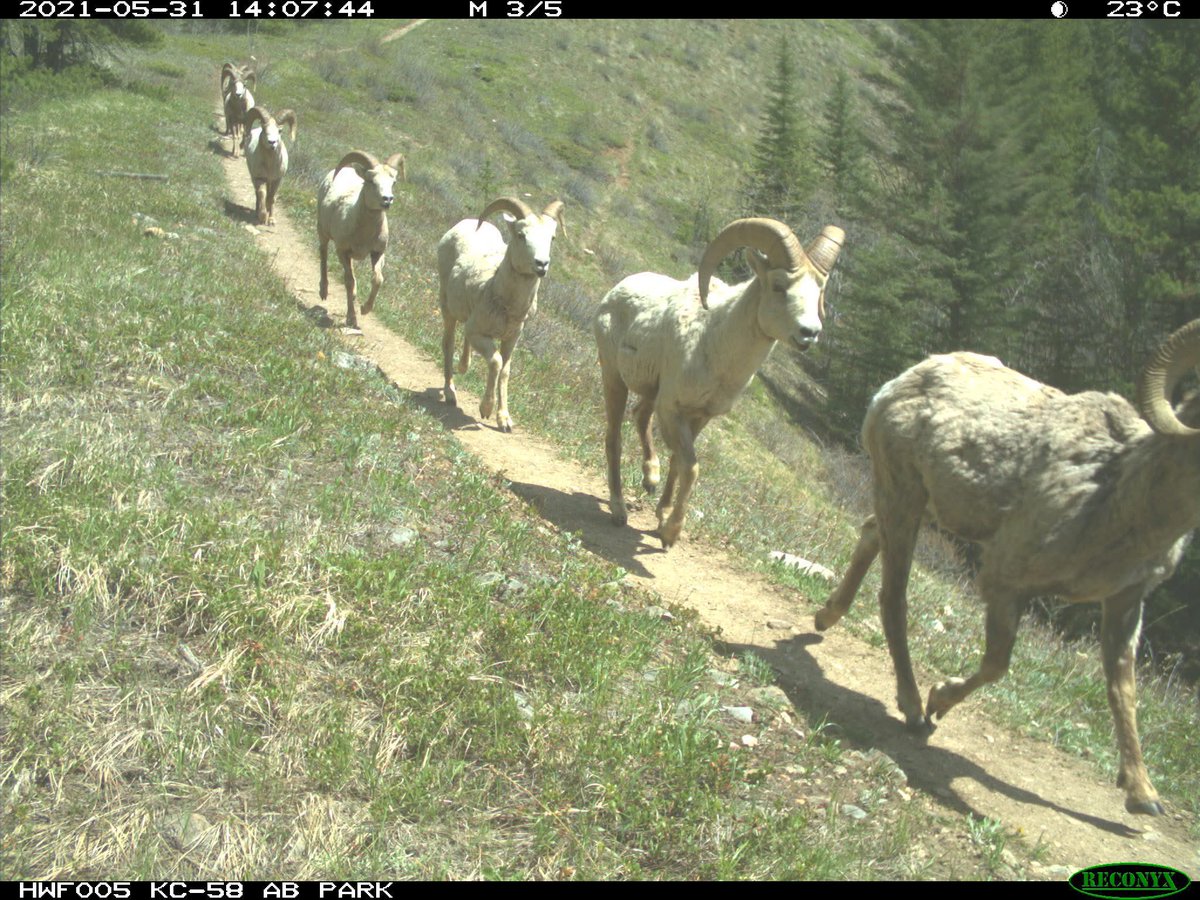 trailcam (@trail_cams) on Twitter photo 