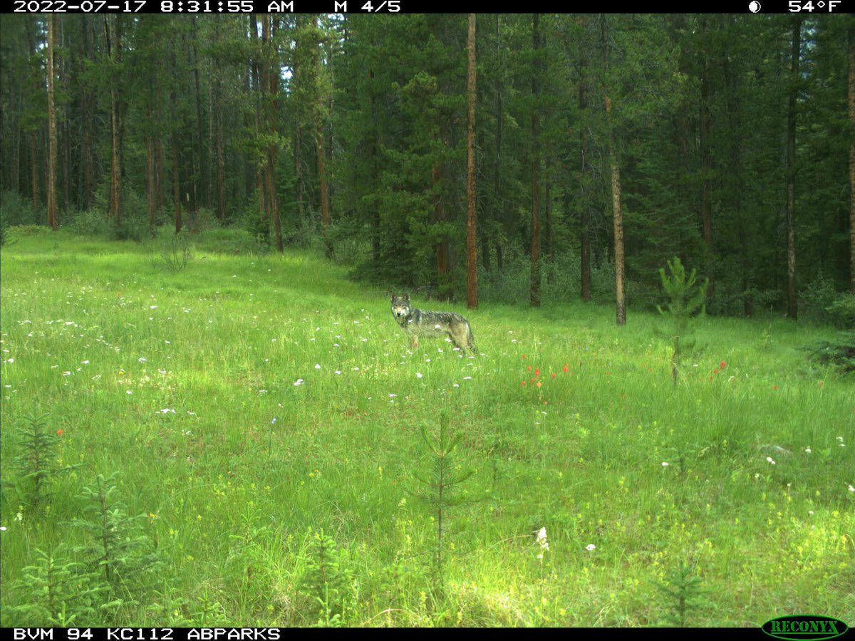 trailcam (@trail_cams) on Twitter photo 
