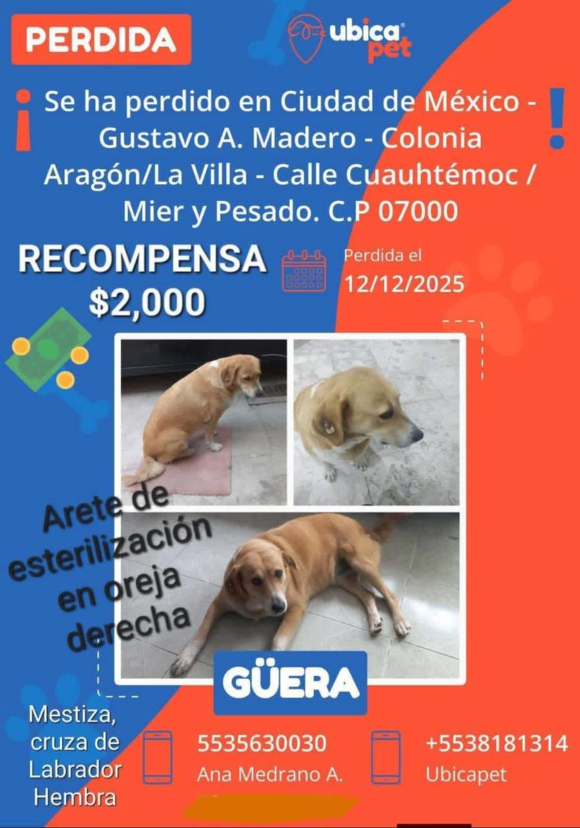 DenisDeJesusH's tweet photo. @AnaJVillagran @GobCDMX @ClaraBrugadaM @AgatanCdmx Hola @AnaJVillagran, estamos buscando una perrita que se perdió en la peregrinación,  vivía en la comunidad, en la iglesia. 
Quisiera saber dónde puedo pedir informes si es que está entre los perritos que se están dando en adopción. 
 Agradecería mucho cualquier información. https://t.co/yDsbJ8fZRn