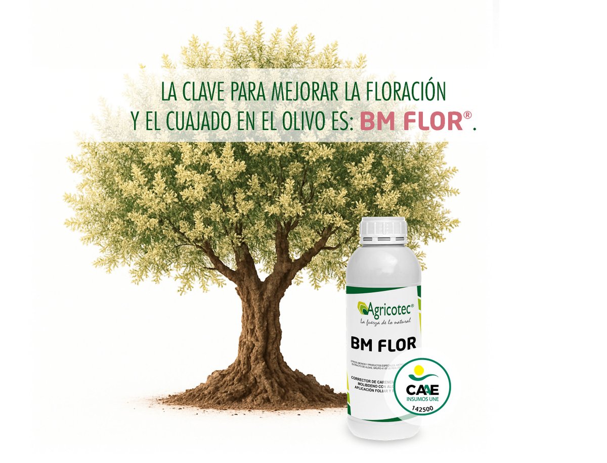 agricotec's tweet photo. La clave para mejorar la floración y el cuajado del olivo es: #BMFlor.

👉🏻 https://t.co/YetbgcSK5a

💚 #AgriculturaEcológica
💪🏻 #LaFuerzadeloNatural https://t.co/fV0MWlZjNn