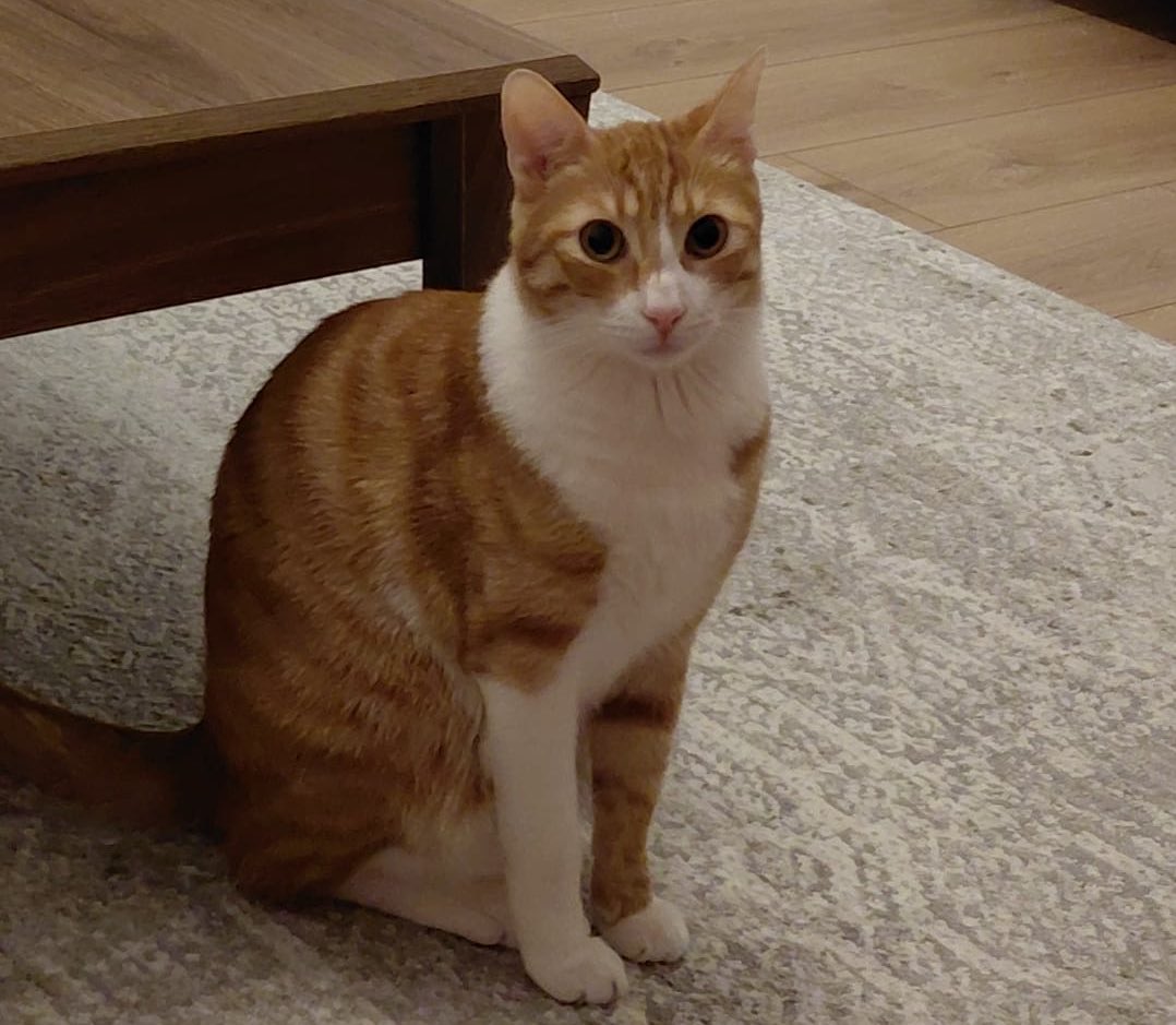 Evde istenmiyor.

Kısır, erkek, 2 yaş, çipli, aşılı.
Çok fazla ilan var biliyorum ama bu çocuk da istenmediği yerde bi saat bile geçirsin istemiyorum.

Belki onu çok sevecek ailesini birlikte buluruz ❤️🙌🏼
📍Bursa