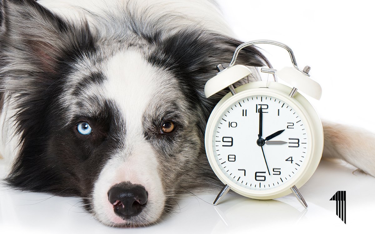FirstMontana's tweet photo. Wait... WHAT? Daylight Savings Time already? Yep - DST kicks in during the wee hours of Sunday morning, so don't forget to set those clocks ahead one hour! #ButWeHaventHadWinterYet #DST #SpringForward https://t.co/e3OCUdvSk0