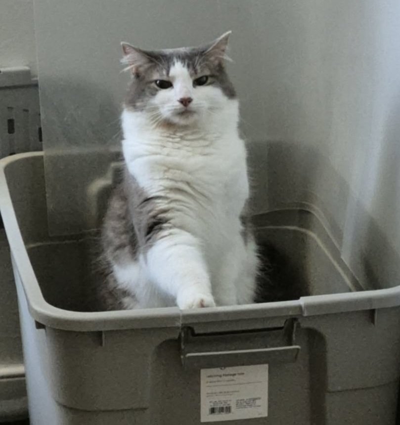 #CatsOfTwitter #caturday #CatsOnX #Cats #gatto
THE FACE OF PURE CONCENTRATION