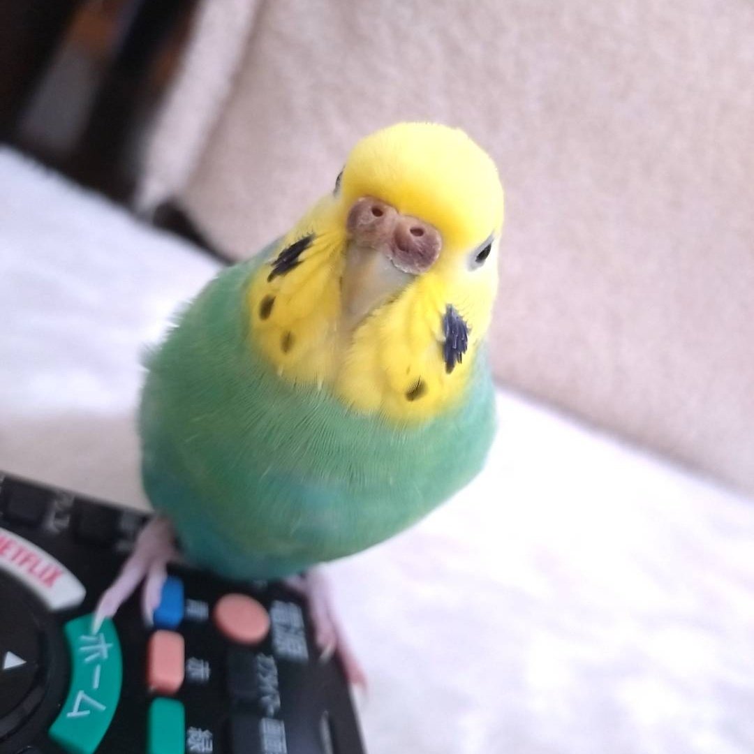 vt4AfPMevk51994's tweet photo. 【インコ　迷子　拡散希望】
兵庫県三田市 2026/3/7 9時頃
セキセイインコのくくちゃん♀
頭が黄色、体が水色のレインボー
不注意でベランダから脱走
人見知りで怖がりな性格
手乗りですが、初対面の人にはほとんど近づきません
遭遇・保護等、些細な情報でも構いません
ご協力お願いいたします https://t.co/juniERUOT5