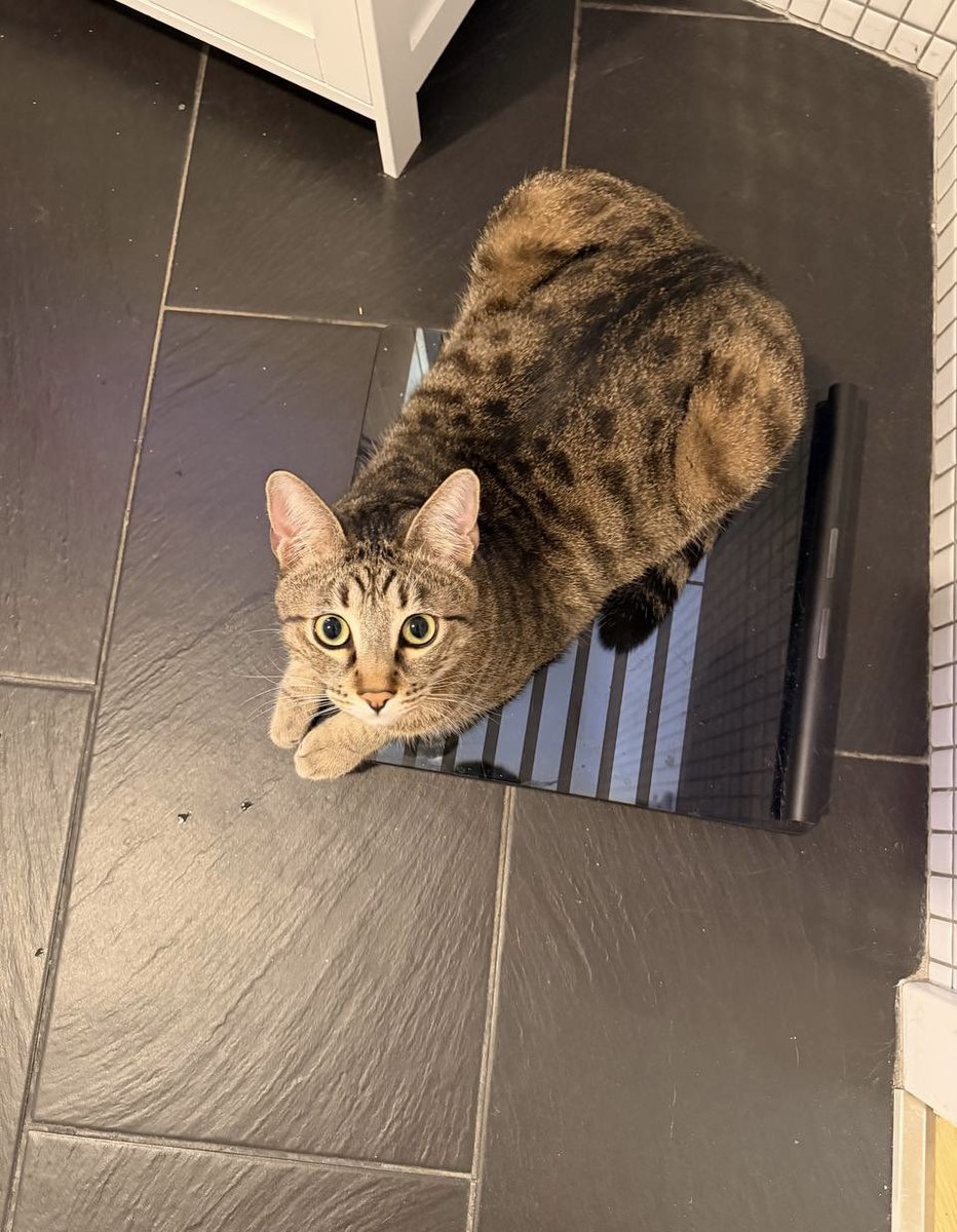 Бешлей tweet media