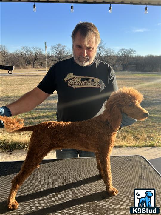 K9Stud's tweet image. Moyen Poodle 17lb Intense Red. Genetically 100 clear.  OFA’s coming soon.   read more @ k9stud.com/stud-dogs/pood… #studdogs #poodle #dogsoftexas