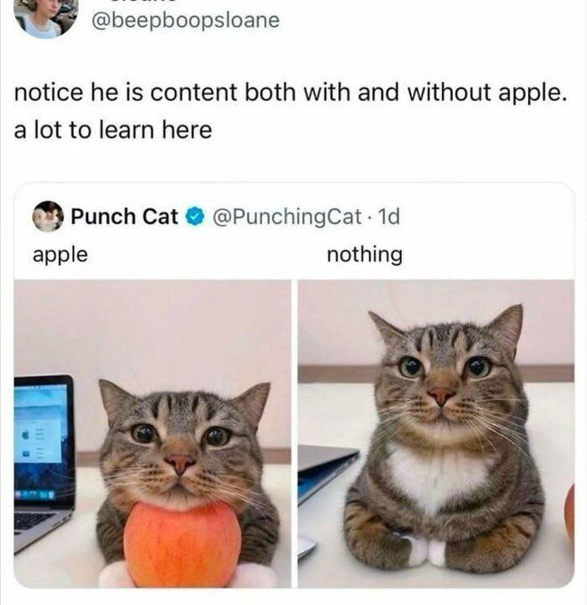 Cool Cat Society tweet media