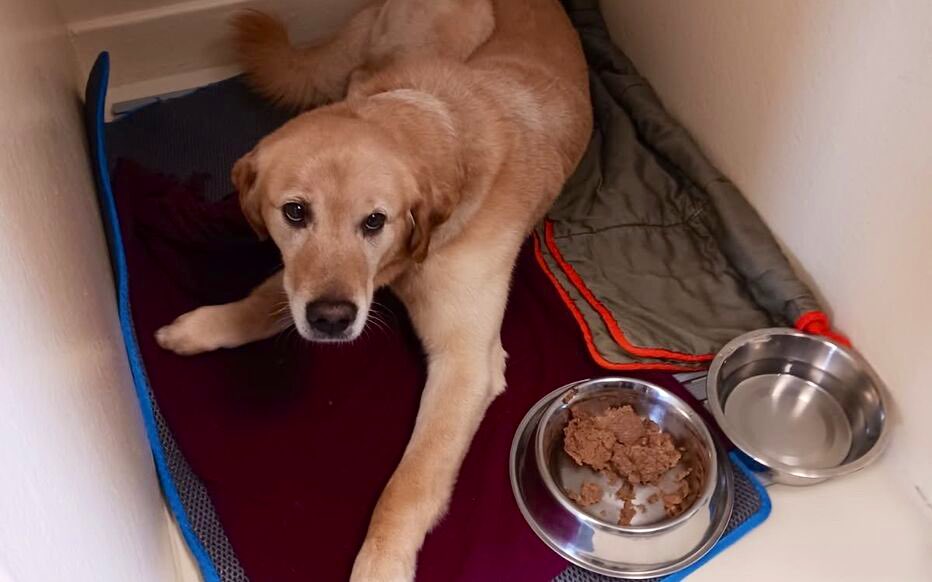 🔴🇫🇷 𝗔𝗟𝗘𝗥𝗧𝗘 𝗜𝗡𝗙𝗢 — Adopté sur Facebook en 10 minutes, un chien jeté du 4ᵉ étage par ses nouveaux maîtres.

À Saint-Malo (Ille-et-Vilaine), un chien nommé Gennaro, croisé labrador, husky et malinois âgé de 9 ans, a été jeté du 4ᵉ étage par le couple qui venait de