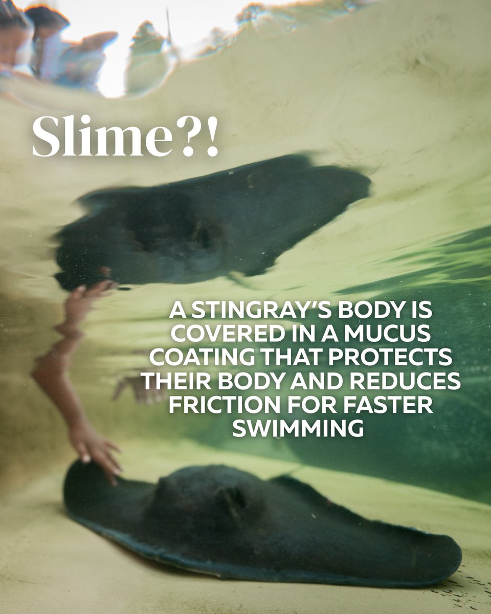 Six Flags Discovery Kingdom tweet media