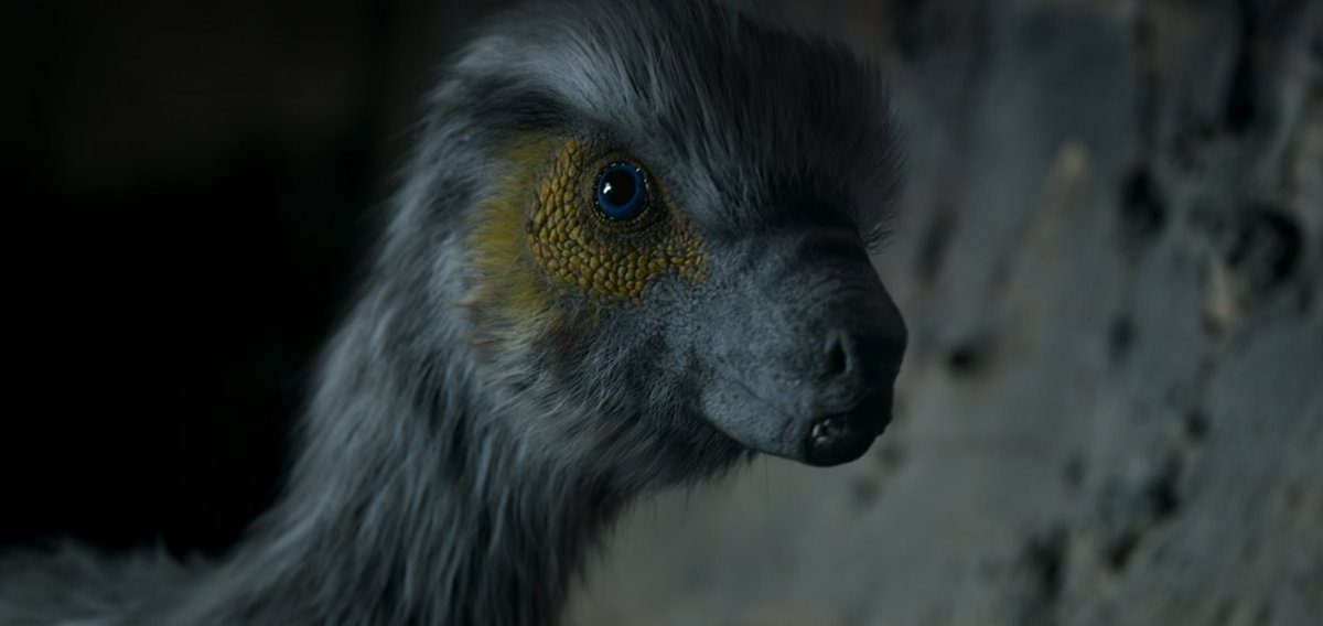 I have known Heterodontosaurus for all of 5 minutes but if anything happens to him, SOMEONE is getting hurt
#TheDinosaurs